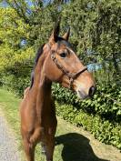 Top cheval cce / cso 