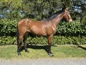 Top cheval cce / cso 