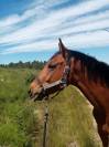 Deauville Menantie 13 ans Sport et loisirs 
