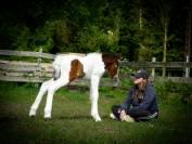 Hongre Irish Cob 
