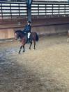 Poney fran&ccedil;ais de selle  - 5 ans