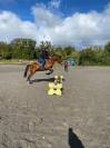Poney fran&ccedil;ais de selle  - 5 ans