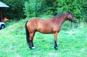 Poney fran&ccedil;ais de selle  - 5 ans