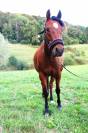 Poney fran&ccedil;ais de selle  - 5 ans