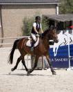 Hongre 4 ans cso