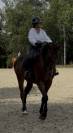 Hongre 4 ans cso