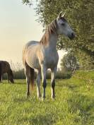 Hongre Arabe/Camargue