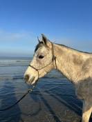 Hongre Arabe/Camargue