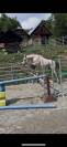 Hongre Arabe/Camargue
