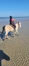 Hongre Arabe/Camargue