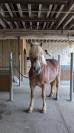 Poney Haflinger PP 7 ans 