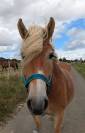 Poney Haflinger PP 7 ans 