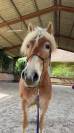 Poney Haflinger PP 7 ans 