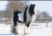 Qyros poulain Irish Cob 