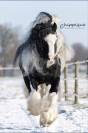 Qyros poulain Irish Cob 