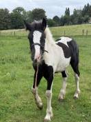 Qyros poulain Irish Cob 