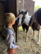 Qyros poulain Irish Cob 