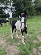 Qyros poulain Irish Cob 