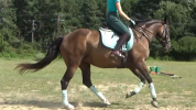 Adorable petite jument de dressage