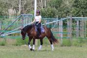 Adorable petite jument de dressage