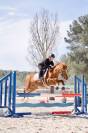 Ponette D Welsh Part Bred 5 ans
