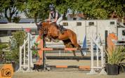 Jument de CSO de 8 ans 