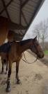 Jument de CSO de 8 ans 