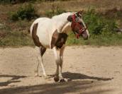 Pouliche Welsh-Part-Bred