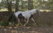 Pouliche Welsh-Part-Bred