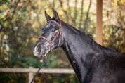 Magnifique hongre 5 ans 