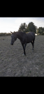 Magnifique hongre 5 ans 