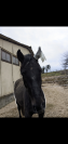 Magnifique hongre 5 ans 