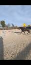 Magnifique hongre 5 ans 