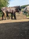 Magnifique hongre 5 ans 