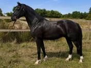 Top poney CSO ou CCE