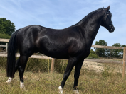 Top poney CSO ou CCE
