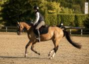 Ponette D Sport