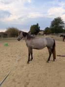 Jument &ndash; 3 ans &ndash; ~1,35 m