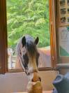 Poney D