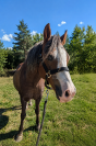Poney D