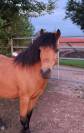 Magnifique poney super coup de saut 