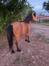 Magnifique poney super coup de saut 