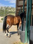 Ponette D bai demi sang arabe 12 ans