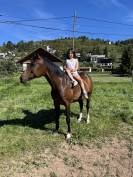 Ponette D bai demi sang arabe 12 ans
