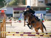 Ponette D bai demi sang arabe 12 ans