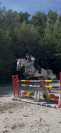 &Agrave; vendre jument 10 ans Darco X Quick star 