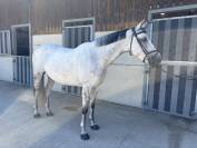 &Agrave; vendre jument 10 ans Darco X Quick star 