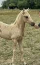 Poulain palomino arabe x quarter horse 