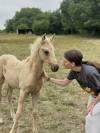 Poulain palomino arabe x quarter horse 