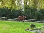 G.M. cherche sa nouvelle famille.
